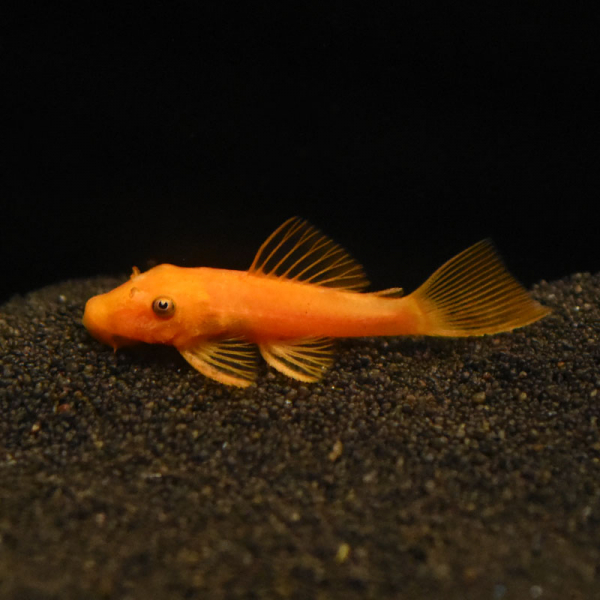 Roter Antennenwels, Ancistrus dolichopterus sp. rot